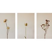 Bodegón. Un proyecto de Dirección de arte y Fotografía de Mara Alonso Ávila - 26.10.2015