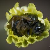 Fotografías de artrópodos del 2015. Un proyecto de Fotografía de Víctor Perezagua - 14.06.2016