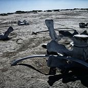 fossil. Projekt z dziedziny Fotografia użytkownika Julio Negroe - 11.01.2016