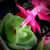 Jardín Botánico ( Bogotá D.C.)  Fotografía . Photograph, L, and scape Architecture project by Paula Giraldo - 01.18.2016