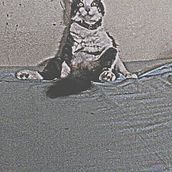  gato. Photograph project by LUIS MANUEL PEREZ LOPEZ - 04.13.2018