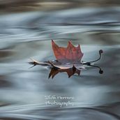 Nature. Un proyecto de Fotografía de Silvia Herrero - 16.02.2016