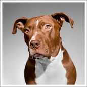 RETRATO ANIMAL. Photograph project by Luis Angel Grijalba - 02.16.2016