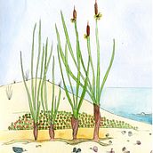 Platja deserta. Traditional illustration project by Sandra Uve - 03.23.2016