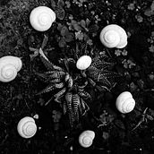 Composiciones orgánicas. Composiciones casi escultóricas, efímeras, inspiradas en las formas orgánicas de la naturaleza. . Editorial Design, and Photograph project by Clara Garcés Serrahima - 03.30.2016