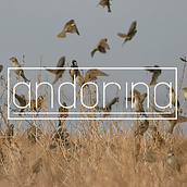 ANDORINA. Br, ing, Identit, Graphic Design, Fine Arts, Art Direction, Accessor, and Design project by Ines Carballido - 04.10.2016