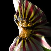 El jardín de L. Fuller. Photograph project by Lorena Dos Santos Cuevas - 05.16.2016
