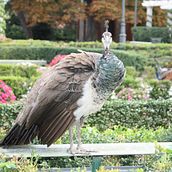 Pavo Real - Parque el Retiro / Madrid España. Fotografia projeto de Luis Borges - 14.06.2016