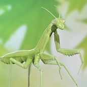 mantis religiosa con Zbrush. Interactive Design project by David Álvaro Martín - 06.27.2016