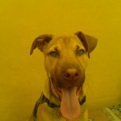 Adopción de Perros en Bogotá. Web Design project by Adopciones Bogotá - 08.02.2016