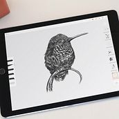 Bird.. Un proyecto de Bellas Artes, Diseño gráfico e Ilustración tradicional de Antonio Jiménez Aparicio - 26.08.2016