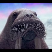 Bud Ligth Ritas - 3D Animation (sea lions & walruses). 3D, and Animation project by David Escribano Albéniz - 09.13.2016