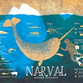 Narval. Un proyecto de Ilustración tradicional de Clara Fort - 18.09.2015