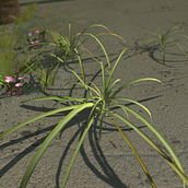 Vegetation Models. 3D project by Richard Alston - 10.05.2016
