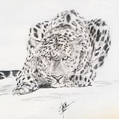 Jaguar sketch Ein Projekt aus dem Bereich Traditionelle Illustration von Edson Saavedra - 05.10.2016