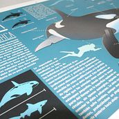 Killer Whale Inphography  Ein Projekt aus dem Bereich Verlagsdesign, Grafikdesign, Traditionelle Illustration und Infografik von Victor Eduardo Manzanillo Piña - 07.10.2016