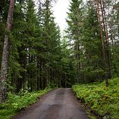 Bosque. Un proyecto de Fotografía de Elena Prieto Landaluce - 17.10.2016