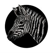 Animalia I. Traditional illustration, and Drawing project by Vir Martín - 01.18.2017