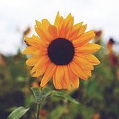 Fav.Girasol. Fine Arts project by Julie Renatta - 11.07.2016