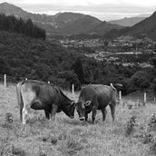 Paisajes Vacanos.. Un proyecto de Diseño gráfico, Fotografía y Multimedia de Sebastián Quiroga - 16.11.2016