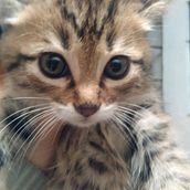 Adopción de mascotas en Medellín. Un projet de Développement web , et Webdesign de AdopcionesMedellín.com - 22.11.2016