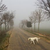 “El perro en la niebla”. Photograph project by Oleksandr McQuartz - 11.30.2016
