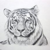 Tigre a lápiz 7u7. Un progetto di Animazione di astridcarolina879 - 02.01.2017