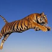 El tigre.. 3D, and Animation project by Brayan Guerrero - 01.03.2017