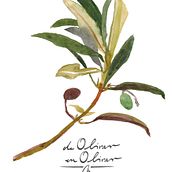 de olivar en olivar // proyecto para empresa de venta online de aceites de oliva . Design projeto de hannah_haffmans - 31.07.2016