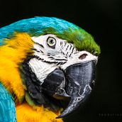 Fotonaturaleza . Photograph project by Sebastian Muñoz Vallejo - 01.31.2017