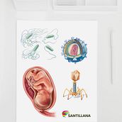 Santillana España (libros de Biología). Graphic Design, and Traditional illustration project by Giselle P Vitali Di Maria - 04.30.2016