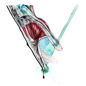 Redes Musculantes. Art Direction, Design, and Traditional illustration project by Giselle P Vitali Di Maria - 12.04.2012