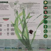 Infografía Algas Comestibles. Un projet de Infographie de SUSANA SANSE - 17.02.2017