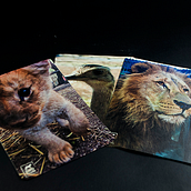 Zoo lujan (identidad visual & Fotografia . Een project van  Br, ing en identiteit, Grafisch ontwerp y Fotografie van David Vacca - 20.02.2017