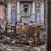 Chetah en la iglesia abandonada. Design, and Photograph project by Daniel Torres - 03.05.2017