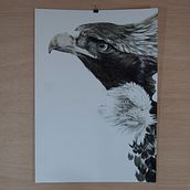 Eagle. Un proyecto de Bellas Artes e Ilustración tradicional de Jota Blanco - 28.09.2015