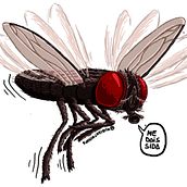 Mosca Común (Sticker).. Design gráfico e Ilustração tradicional projeto de Nubia EATS - 08.03.2017