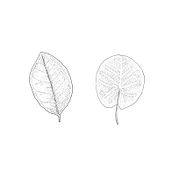 Plants . Een project van Traditionele illustratie van Eliana Iñiguez - 17.03.2017