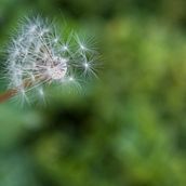 Gone with the wind. Photograph project by Mayra Garcia - 03.22.2017