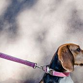 Dogui Dog. Un projet de Photographie , et Publicité de Dori Barranco Cabrerizo - 10.12.2016