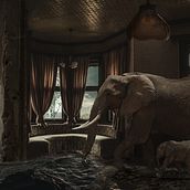 WILD. Fotografia projeto de Cinos Aurio - 12.04.2017