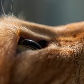 Animales. Photograph project by Vinca Page Llandres - 04.12.2017