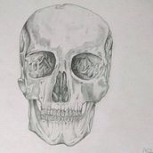 Dibujo Craneo. Graphic Design project by Alejandro Benjamin Cortés Valdéz - 05.27.2017