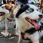 Animals / Animales. Photograph project by Yessika Gonzalez - 06.05.2017
