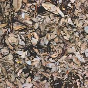 Summerautumnwinterspring. Photograph project by Daniela Barrera Fernández - 06.12.2017