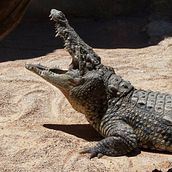 Fotografia Bioparc. Photograph project by Katerina Kabisova - 07.13.2017