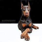Expo Bienestar Animal. Photograph project by Nela Conde - 08.17.2017