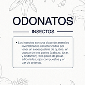 Diseño interactivo. Odonatos. Graphic Design, Interactive Design, Education, Music, Video & Infographics project by Isabel Magan Gonzalez - 09.18.2017