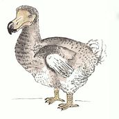 "Amigo extinto: Dodo". Un proyecto de Ilustración tradicional de Susana G.M - 14.06.2017