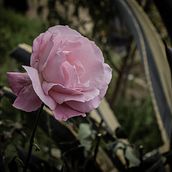 Fotografía. Flores. Un proyecto de Fotografía y Retoque fotográfico de Mauro Castañeda Fonseca - 29.09.2017